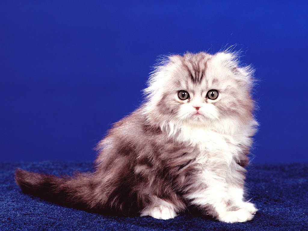 Gatti (280)